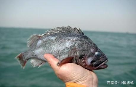 威海運都比豬肉更營養的海魚越吃頭腦越靈活