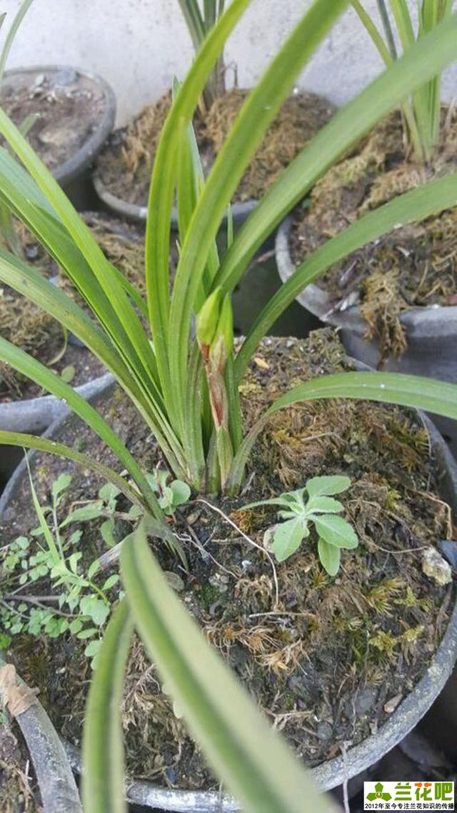 怎样分别蕙兰跟二八蕙兰?