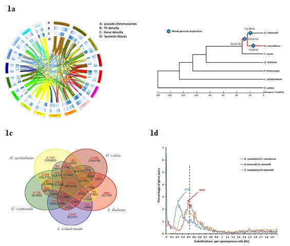 福建农林大学率先绘制高质量红麻参考基因组图谱