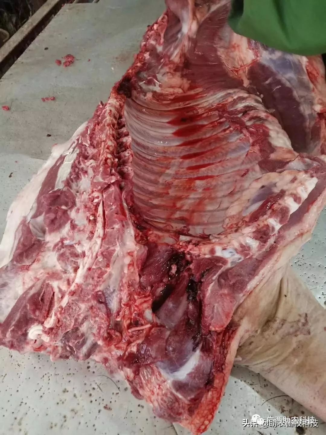 用复合益生菌发酵中草药养猪猪病少猪肉土味十足