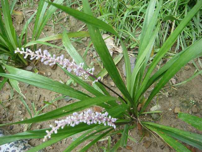 银边麦冬,金边阔叶麦冬,黑麦冬等具极佳的观赏价值,既可以用来进行