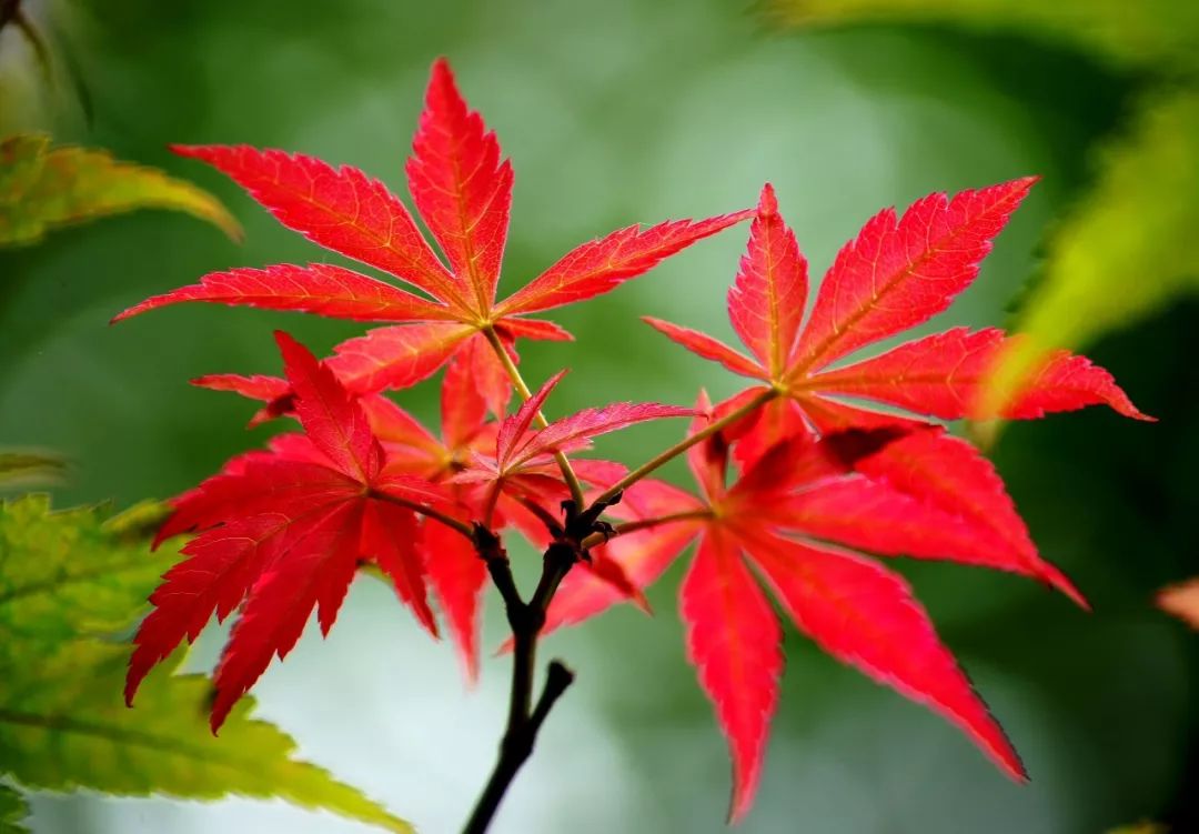 农博园中的"花言树语"(四)红枫_中国