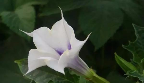 传说中的,冥界四花,你知道是那四花吗?