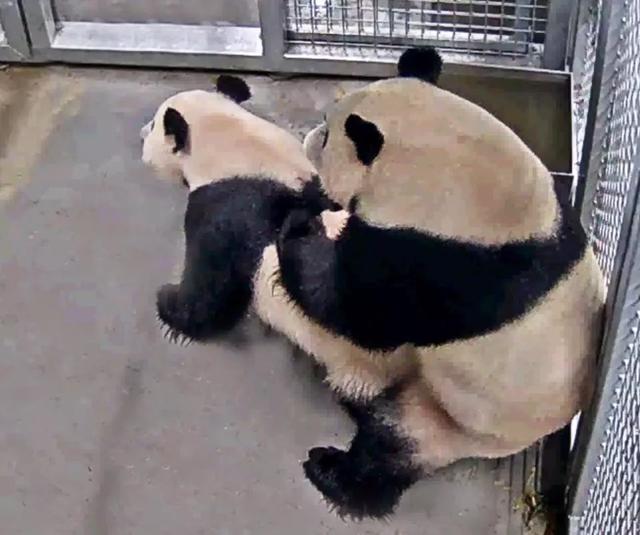 终于拍到熊猫交配的画面荷兰人民感动疯了果然国宝干啥都焦点