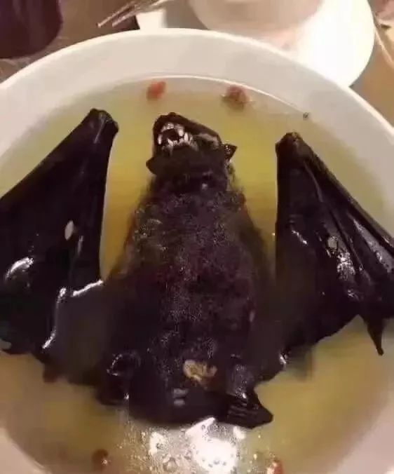 多图慎入吃蝙蝠的怎么能下得去口