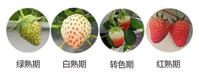 草莓转色不良因素有8个众所周知3个其他5个因素您知道吗