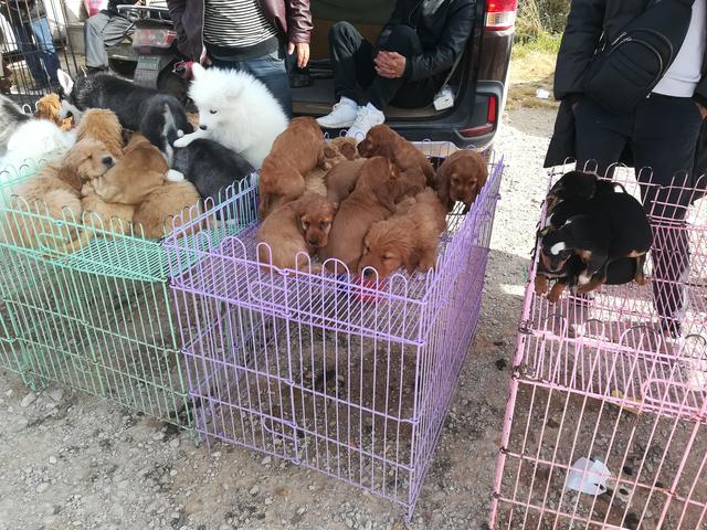 北京猫狗市场图片