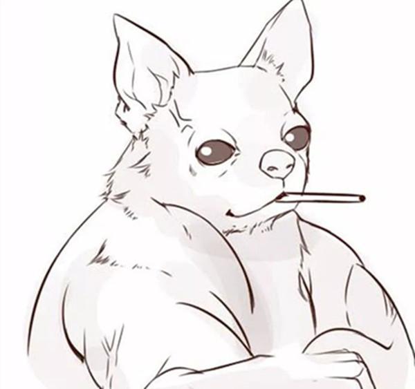 萌宠化身肌肉男,柴犬开车小猫泰拳警告,看到吉娃娃后笑喷饭