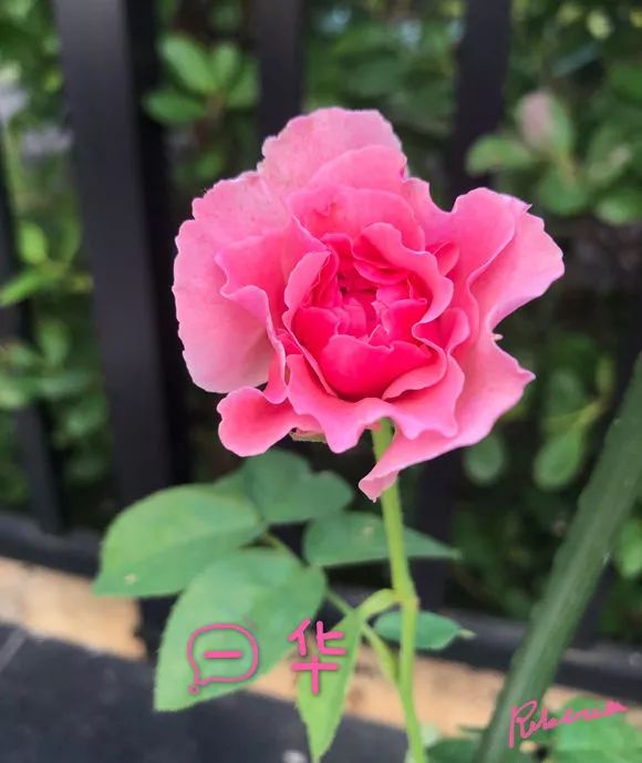 每日一花一华月季花色深粉红花瓣锯齿状