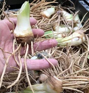 你确定自己真的会种德国鸢尾吗戳文get种植技巧