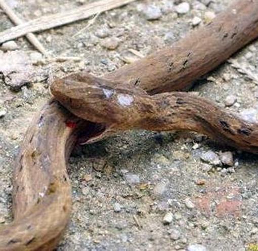 这条蛇发疯狂咬自己肚子,解剖后所有人倒吸一口凉气_寄生虫