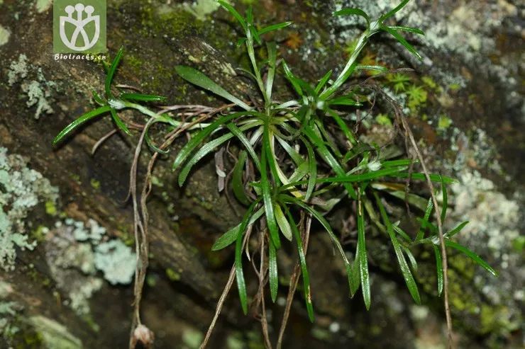 鼠年生肖植物上篇│细鼠上植的小老鼠们