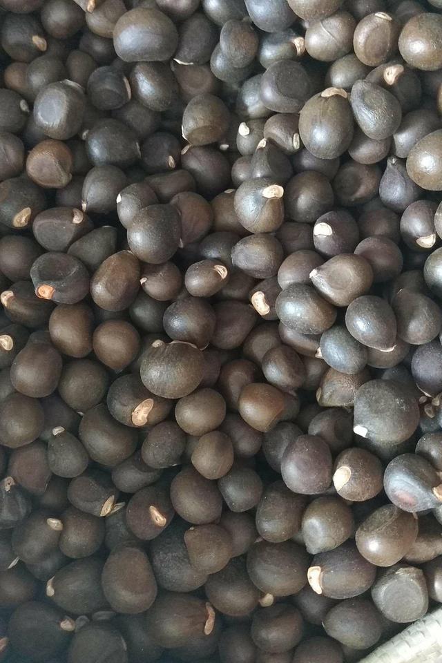 文冠果特征特性及育苗栽培技术