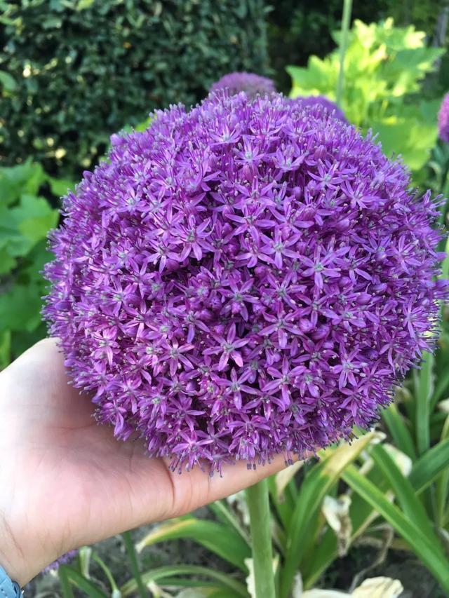 大花葱简直就是颗大蒜凭啥成为顶级花展指定用葱