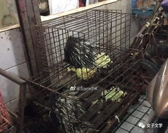 武汉华南海鲜批发市场交易的野生动物