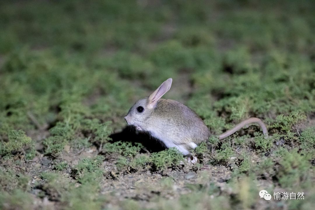 蒙古寻找"米老鼠"原形, 野生动物欣赏就挺好(啮齿动物篇)