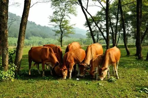 春节特辑牛肉粗肥挏乳清