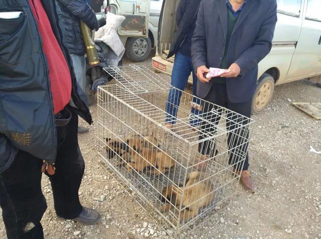 原创狗市:小马犬400元一只批发,商贩排队购买!