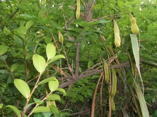 农村特有的一种树,是天然的清洗剂和美食,如今具有极高经济价值_皂荚