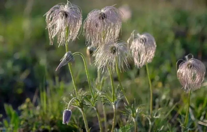 白头翁【别名】野丈人,胡王使者,奈何草,粉乳草,粉草,白头草,白头公