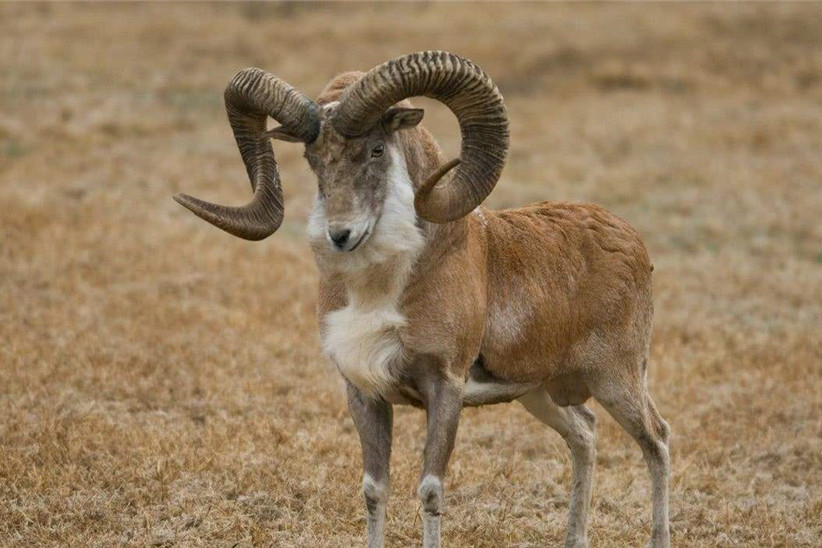 雪灵谷自然地理