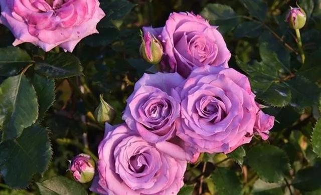超级经典的40种蓝紫色月季品种大集合就不信没有一款不进你心窝