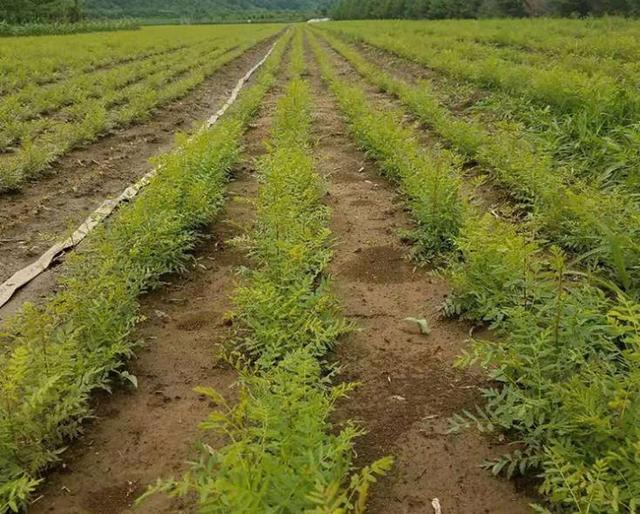 文冠果特征特性及育苗栽培技术