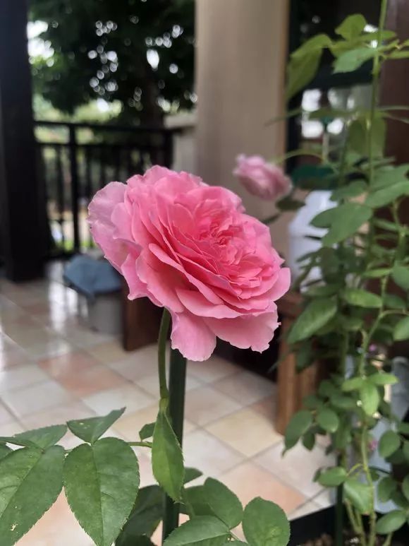 每日一花一华月季花色深粉红花瓣锯齿状