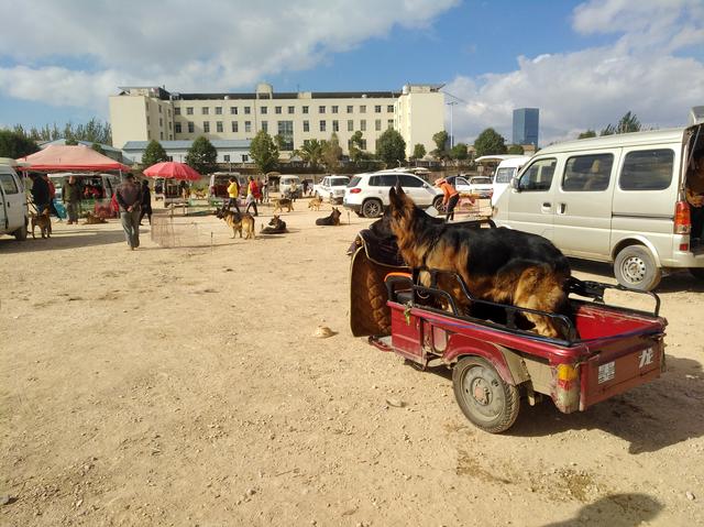 原创临近年末狗市市场行情不好不少商贩连摊位都不守着了