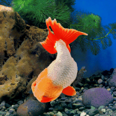 祝愿朋友们金鱼代表福气!健健康康 风风光光!和和美美 漂漂亮亮!