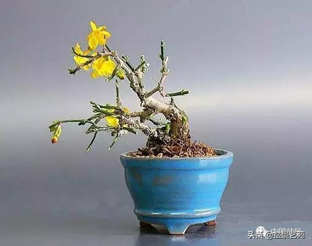 青州迎春盆景协会图片