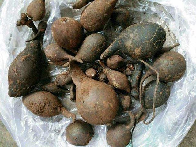 原创生长在白蚁窝里的果实市场价一公斤上万元又是炒作吗