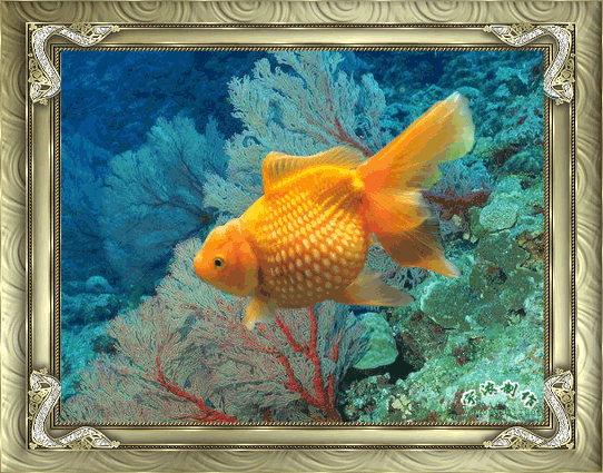 祝愿朋友们金鱼代表福气!健健康康 风风光光!和和美美 漂漂亮亮!