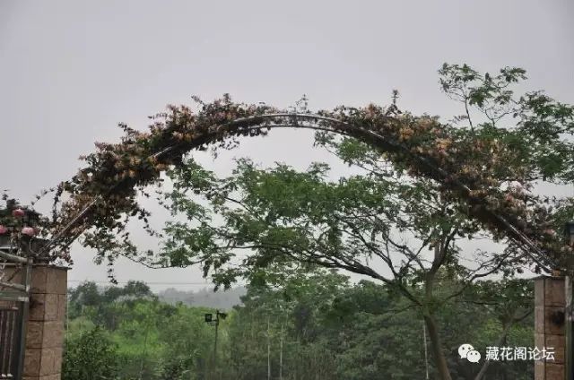 节能环保小院路灯和整栋小楼的能源都由太阳能电池提供侧院,有3个拱门