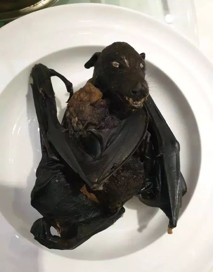 肉食蝙蝠图片