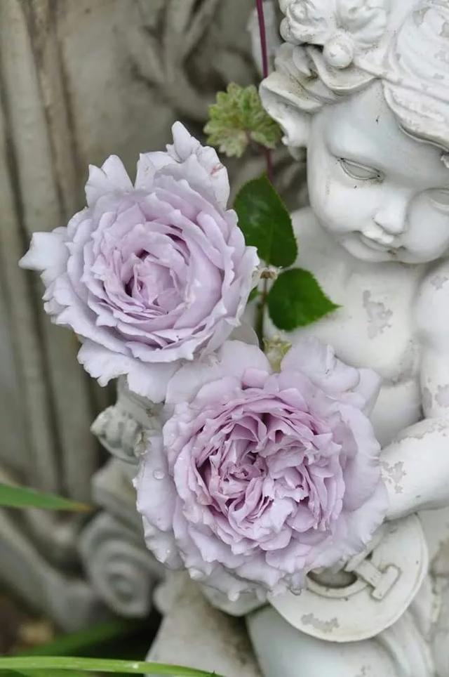 4款超级丰花的经典蓝色月季不仅非常容易开爆盆还很耐热