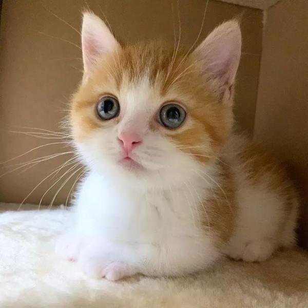橘猫睡姿奇特直挺挺的肚皮朝上像根棍子据说这种睡姿是真爱