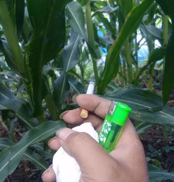 笑掉大牙在田地里拉屎结果遇到老虎我该怎么办