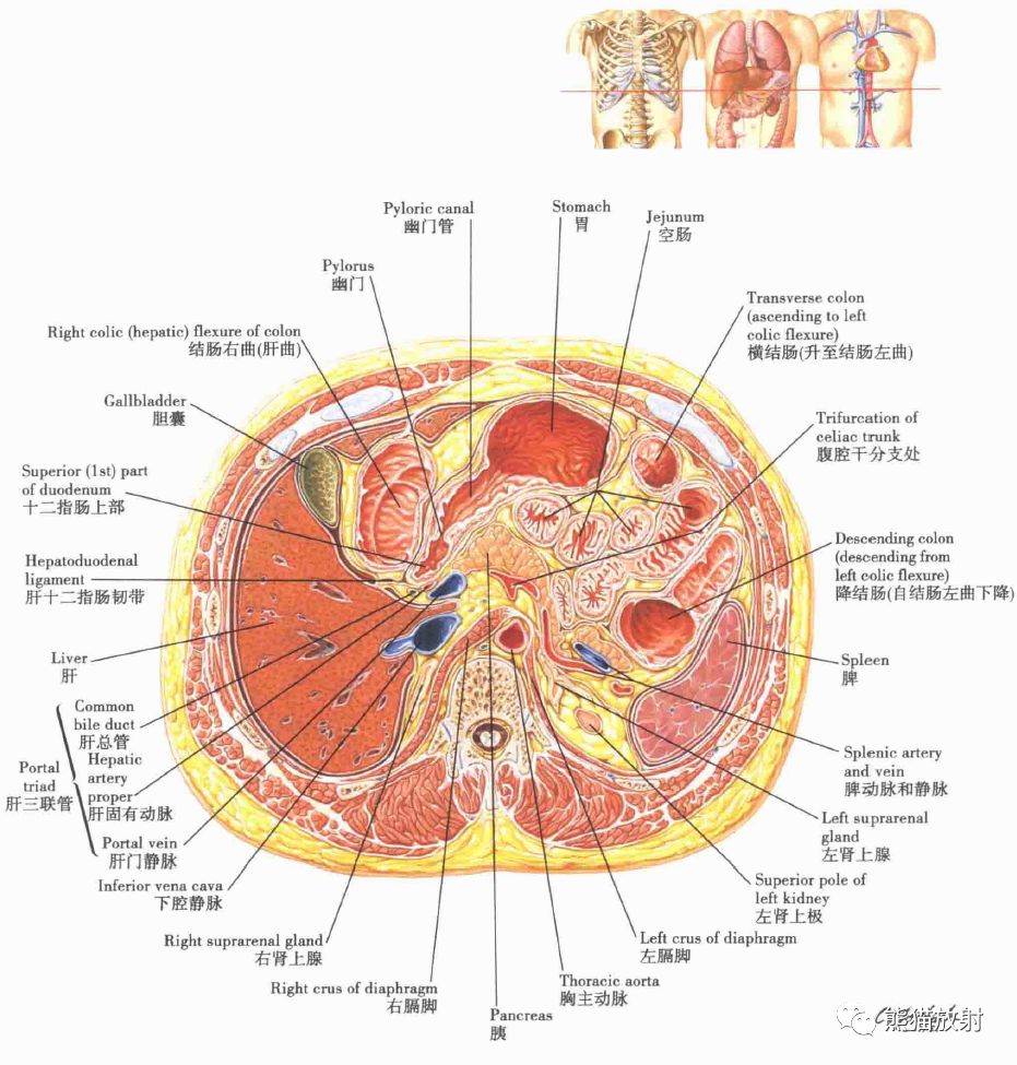 解剖丨肝、胆、胰、脾（动脉、门脉属支）_血管