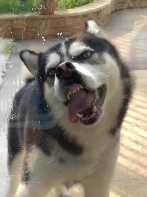 你们要的二哈舔屏壁纸