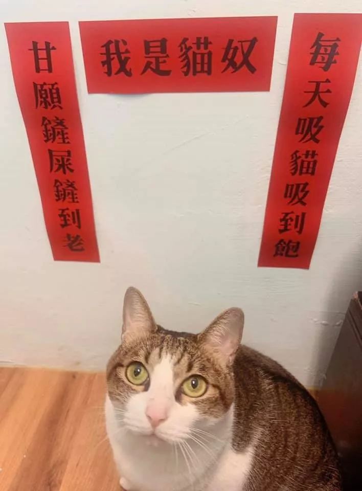 当然除了对联,还有可爱又喜庆的猫咪贴画!真是太可爱啦!