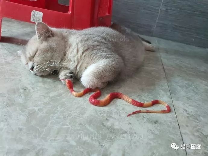 铲屎官买了条玩具蛇给猫咪玩,结果猫咪理都不理