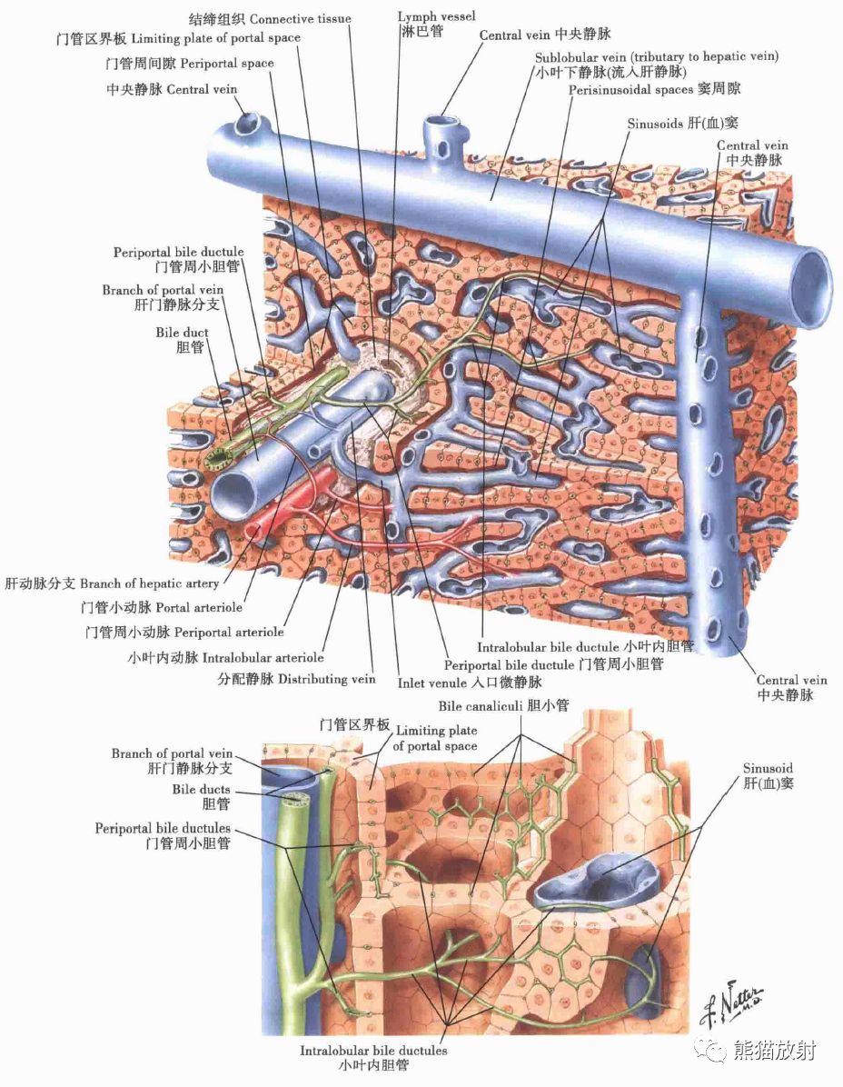 肝的組織結構示意圖肝:血管和肝管系統肝的表面解剖和肝床下列圖片可