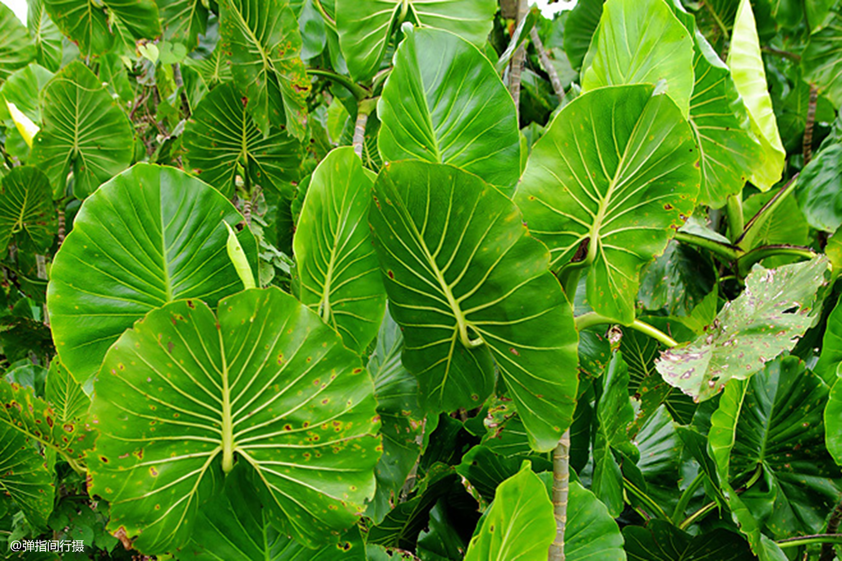 热带雨林植物景观特点图片