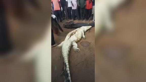 鳄鱼行走缓慢疑似吃了人射杀解剖后竟发现男童遗骸