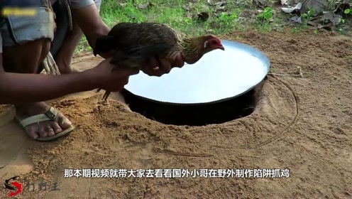 农村小哥在野外制作陷阱抓到一只鸡真不知道这是野鸡还是家鸡呢