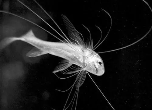 每日一鱼 | 长指马鲅(千手观音鱼):有数条极长的鳍丝