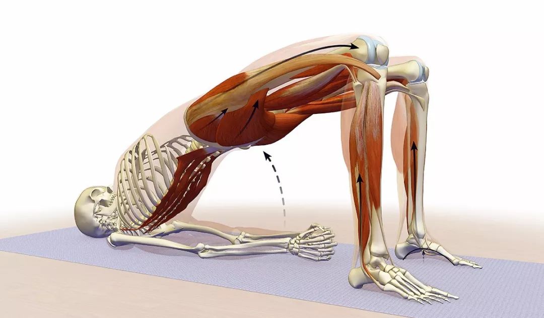 瑜伽腘绳肌紧前屈下不去除了拉伸加强腘绳肌力量也很重要