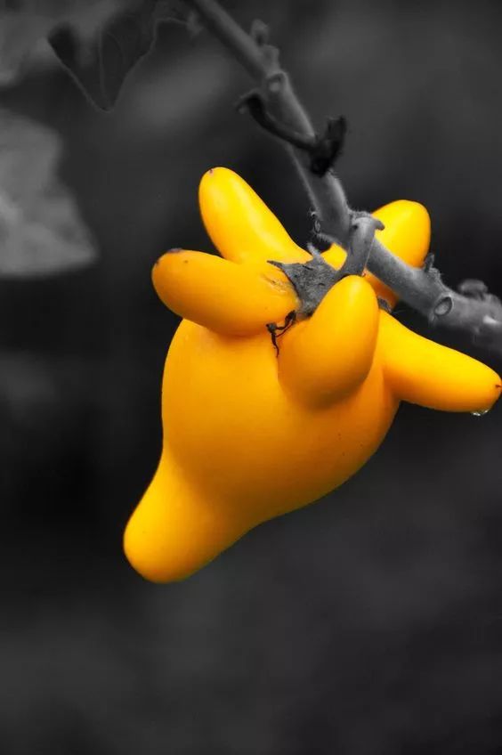 少儿花艺 | 鼠年教你做一个超萌的袋鼠!_课程