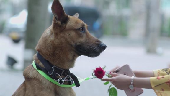 警犬来啦警犬华哨帮主人脱单带上玫瑰花向美女示爱太浪漫了